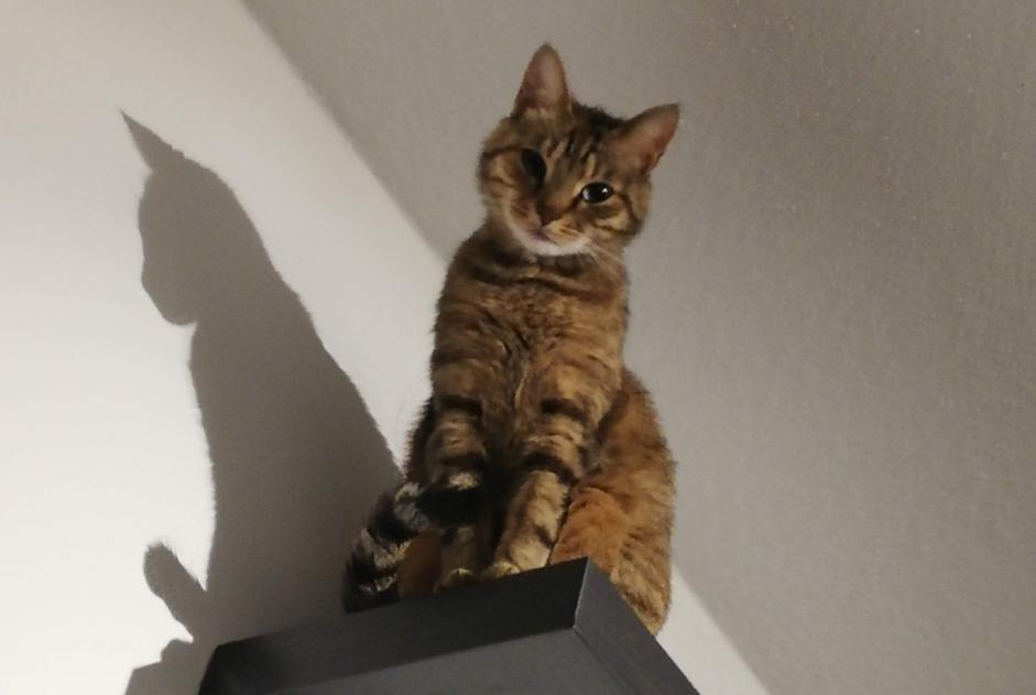 Disappearance alert Cat miscegenation Female , 10 years Zaventem Belgium