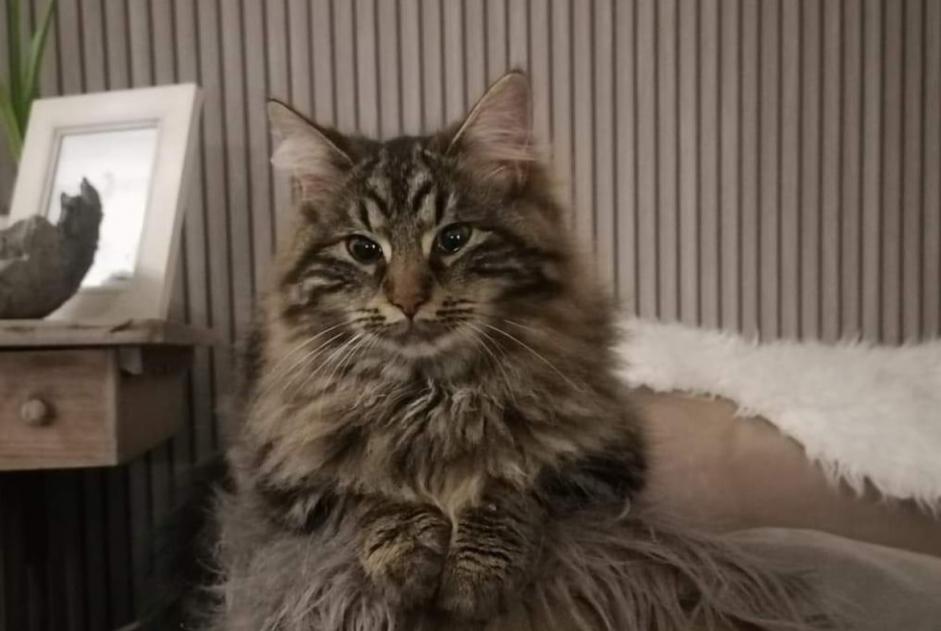 Alerta de Desaparición Gato cruce Hembra , 1 años Grimbergen Bélgica