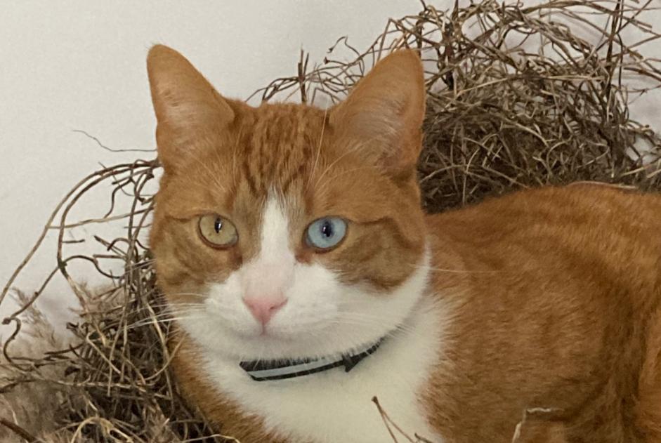 Alerte Disparition Chat croisement Mâle , 4 ans Grimbergen Belgique